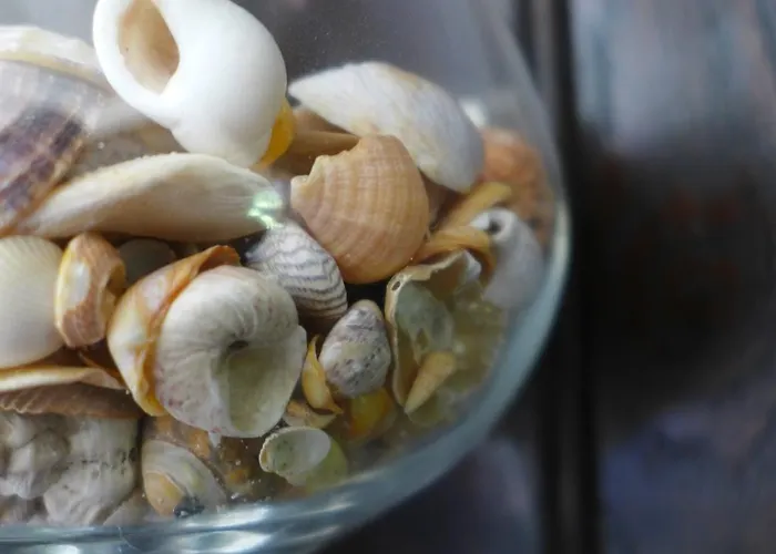 Carbonnelle Montgardon